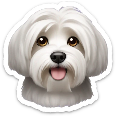 havanese dog with white eyebrows, black head, and a white snout sticker