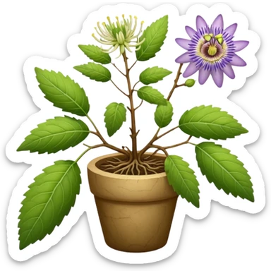 lavender, passion flower, ashwagandha roots, lemon balm sticker