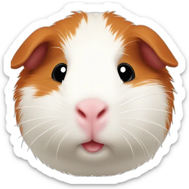 Guinea pig White and Red, its head and bottom is red sticker