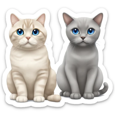 Grey Scottish fold sitting together with beige cat with blue eyes  sticker