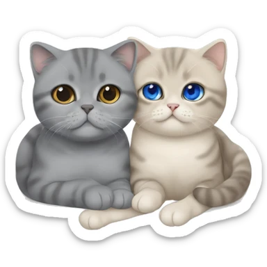 Grey Scottish fold cuddling with beige British shorthair with blue eyes  sticker