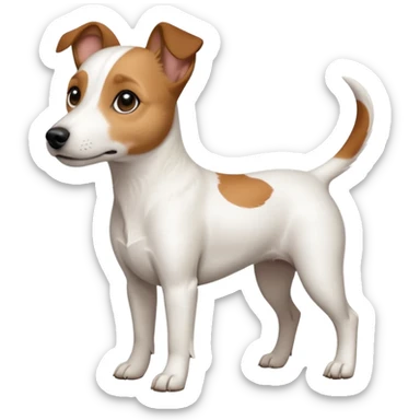 a full body white jack russel looking dog the size of a kelpie with light brown ears and a light brown patch on one eye, flopped down ears and a large snout sticker