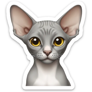 The sphinx cat is grey with a white belly sticker