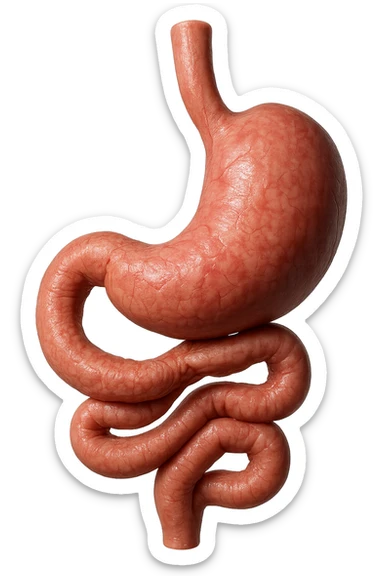 intestino e stomaco sono collegati, iperrealistico 4k, non disegnato sticker