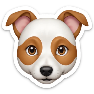 a fully white jack russell the size of a kelpie with a half white face sticker