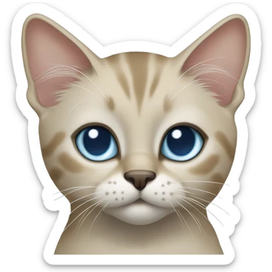 Thai breed cat with a light cream-brown body, dark gray nose and face, ears, and paws. sharp ears, and striking light blue eyes  sticker