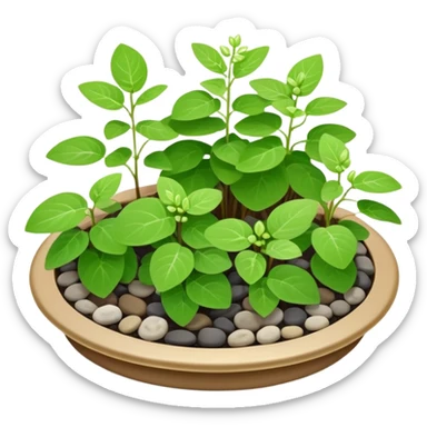Small dish garden with Plectranthus Verticillatus sprouts having perfectly circular coin-shaped leaves arranged with small rocks sticker