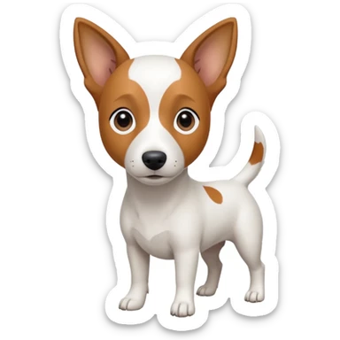 a fully white jack russell the size of a kelpie with a half white face sticker