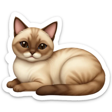 siamese cat laying down sleeping sticker