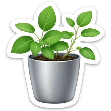 Young sprouts of Plectranthus Verticillatus with perfectly circular coin-shaped leaves in a silver metallic pot sticker