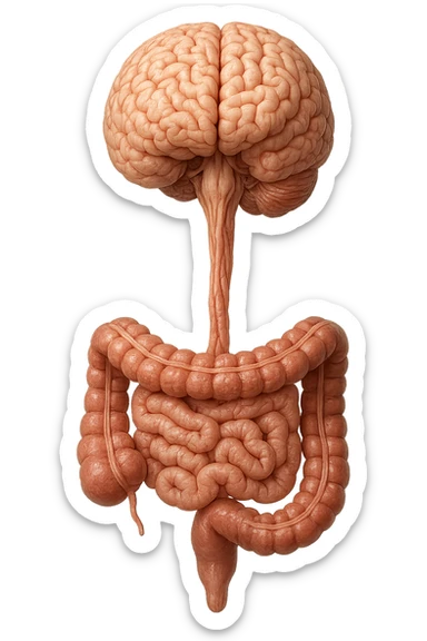 intestino e cervello sono collegati verticalmente, iperrealistico 4k sticker
