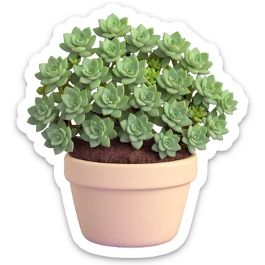Sedum Pachyphyllum succulent with chubby blue-green leaves in a beige ceramic pot sticker