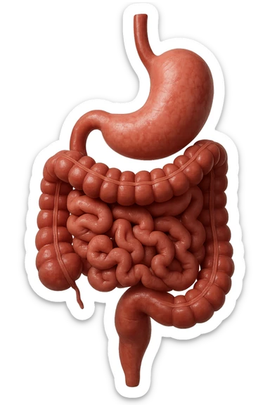 intestino e stomaco sono collegati, iperrealistico 4k, non disegnato sticker