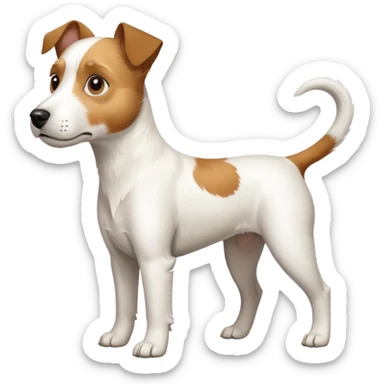 a full body large white parson russell terrier looking dog the size of a kelpie with light brown big ears and a light brown patch on one eye and a large snout sticker