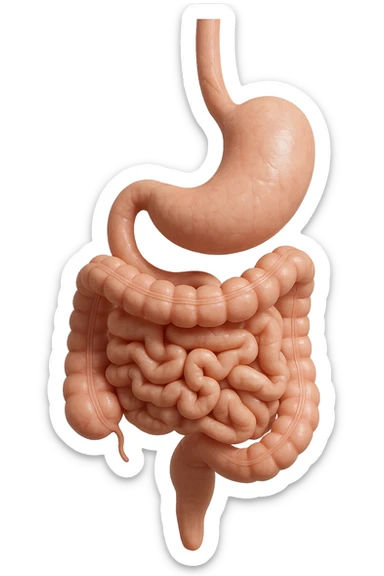 stomaco e intestino sono collegati, colore chiaro, iperrealistico 4k sticker