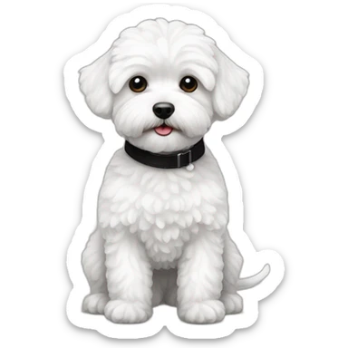 White maltipoo with black collar sticker