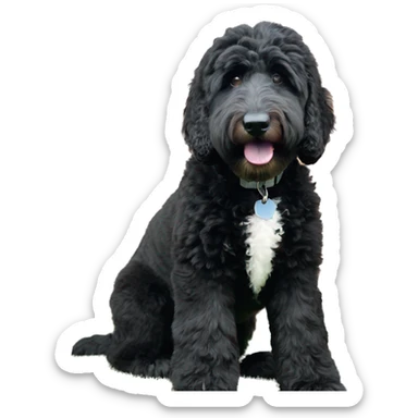 Black goldendoodle with white patch on chest sticker