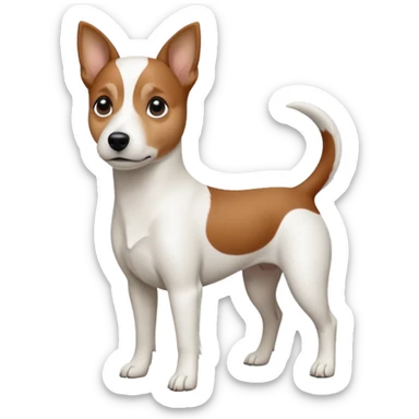 a fully white jack russell the size of a kelpie with a half white face sticker