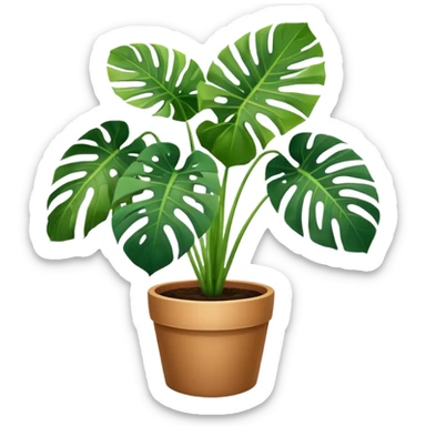Potted plant, the potted plant contains Monstera deliciosa. sticker