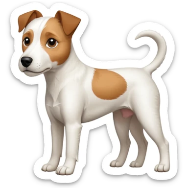 a full body large white parson russell terrier looking dog the size of a kelpie with light brown ears and a light brown patch on one eye and a large snout sticker
