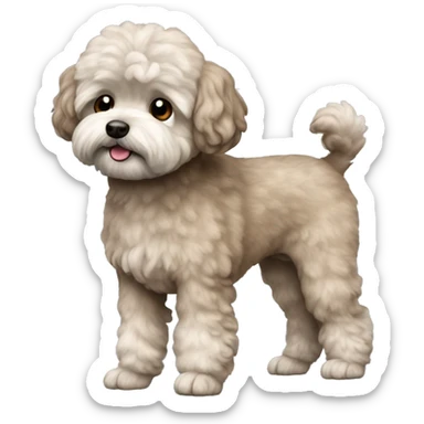Old Dog maltipoo ash brown fur full body standing sticker