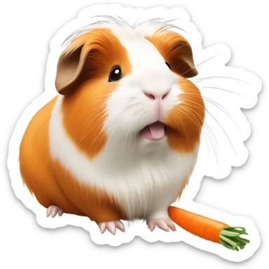 orange and white long hair guinea pig eating a carrot sticker
