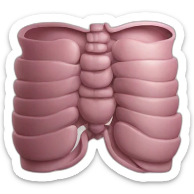 Anatomic abdomen sticker