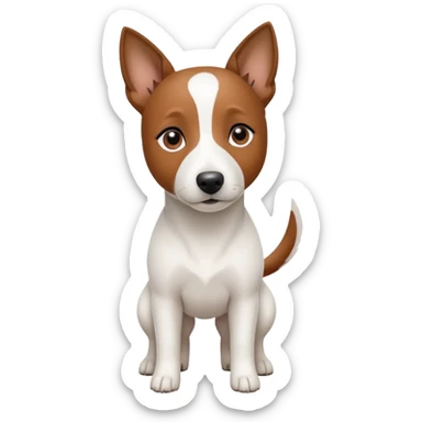 a fully white jack russell the size of a kelpie with a half white face sticker