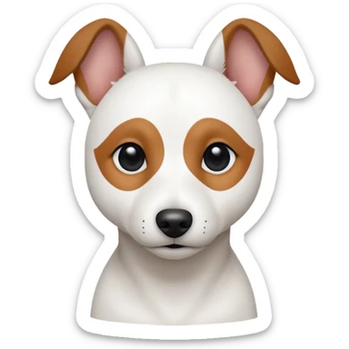 a fully white jack russell the size of a kelpie with a half white face sticker