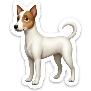 a full body large white parson russell looking dog the size of a kelpie with light brown ears and a light brown patch on one eye and a large snout sticker