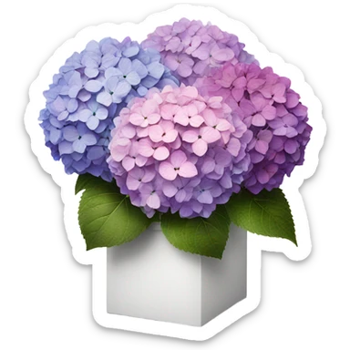 3 faded hydrangea's from pink to purple inside white box sticker