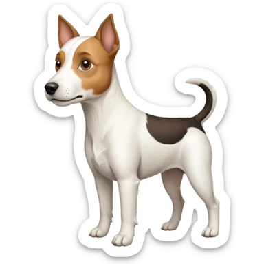 a full body large white parson russell terrier looking dog the size of a kelpie with light brown big ears and a light brown patch on one eye and a large snout sticker