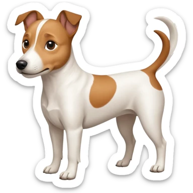 a full body white jack russel looking dog the size of a kelpie with light brown ears and a light brown patch on one eye and a large snout sticker