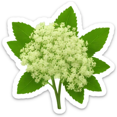 elderflower sticker