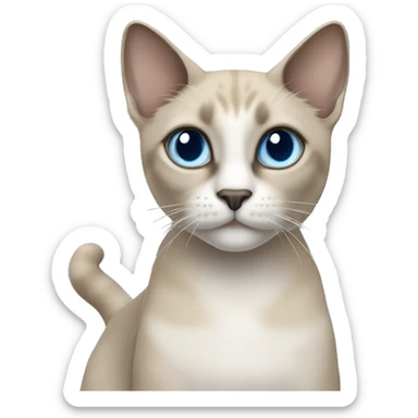 Thai breed adult cat with a light cream-brown body, dark gray nose and face, ears, and paws. sharp ears, and striking light blue eyes  sticker