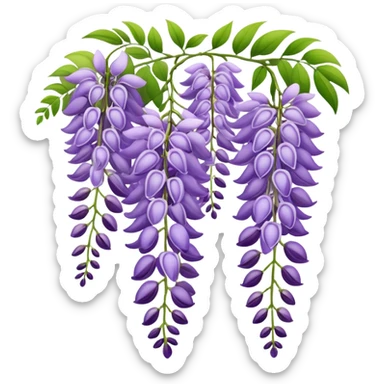 Elegant wisteria flower with cascading purple racemes hanging down and small green leaves sticker