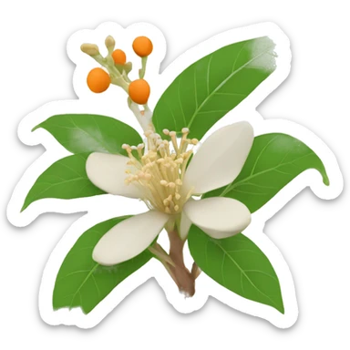 Ashwagandha with flower sticker