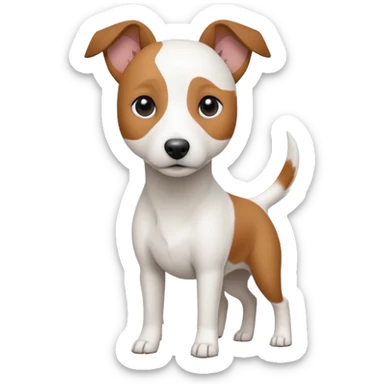 a fully white jack russell the size of a kelpie with floppy ears and a half white face sticker
