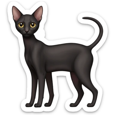 Black oriental shorthair sticker