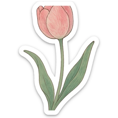 single soft pink tulip with watercolor petals, green stem, curved soft leaves, elegant hand-painted style in ghibli style sticker