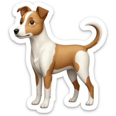 a full body large white parson russell looking dog the size of a kelpie with light brown ears and a light brown patch on one eye and a large snout sticker