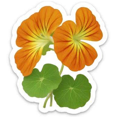 nasturtium sticker