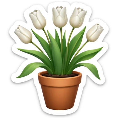 White tulips in pot  sticker
