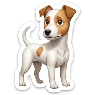 a full body large white parson russell terrier looking dog the size of a kelpie with light brown long ears and a light brown patch on one eye and a large snout sticker