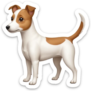 a full body white jack russel looking dog the size of a kelpie with light brown ears and a light brown patch on one eye and a large snout sticker