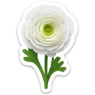flowers RANUNCULUS sticker