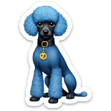 A blue miniature poodle that hasn’t really gone through the coat change yet. A shaved face with a black Versace collar sticker