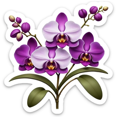 Masterpiece, still life, 4k, 8000x8000px, ultra detailed, hyperrealism, bold, vivid, incredibly beautiful, orchid flowers in a variety of purple and cream shades, vivid detailed leaves and stems, render. Must have transparent background. sticker