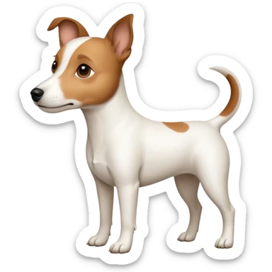 a full body white jack russel looking dog the size of a kelpie with light brown ears and a light brown patch on one eye and a large snout sticker
