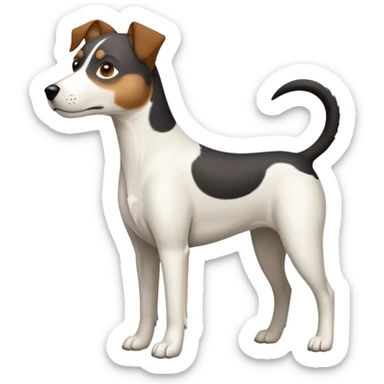 a full body large white parson russell looking dog the size of a kelpie with light brown ears and a light brown patch on one eye and a large snout sticker